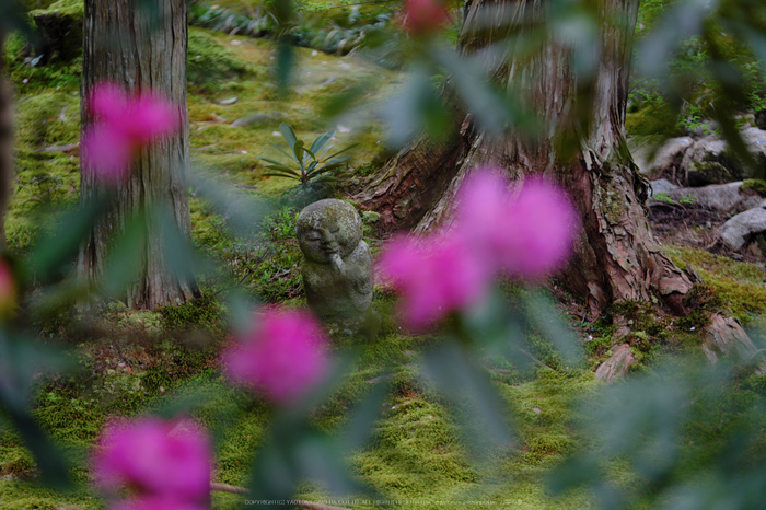 京都 大原 三千院の石楠花（しゃくなげ） 2016 ／ FUJIFILM X-Pro2